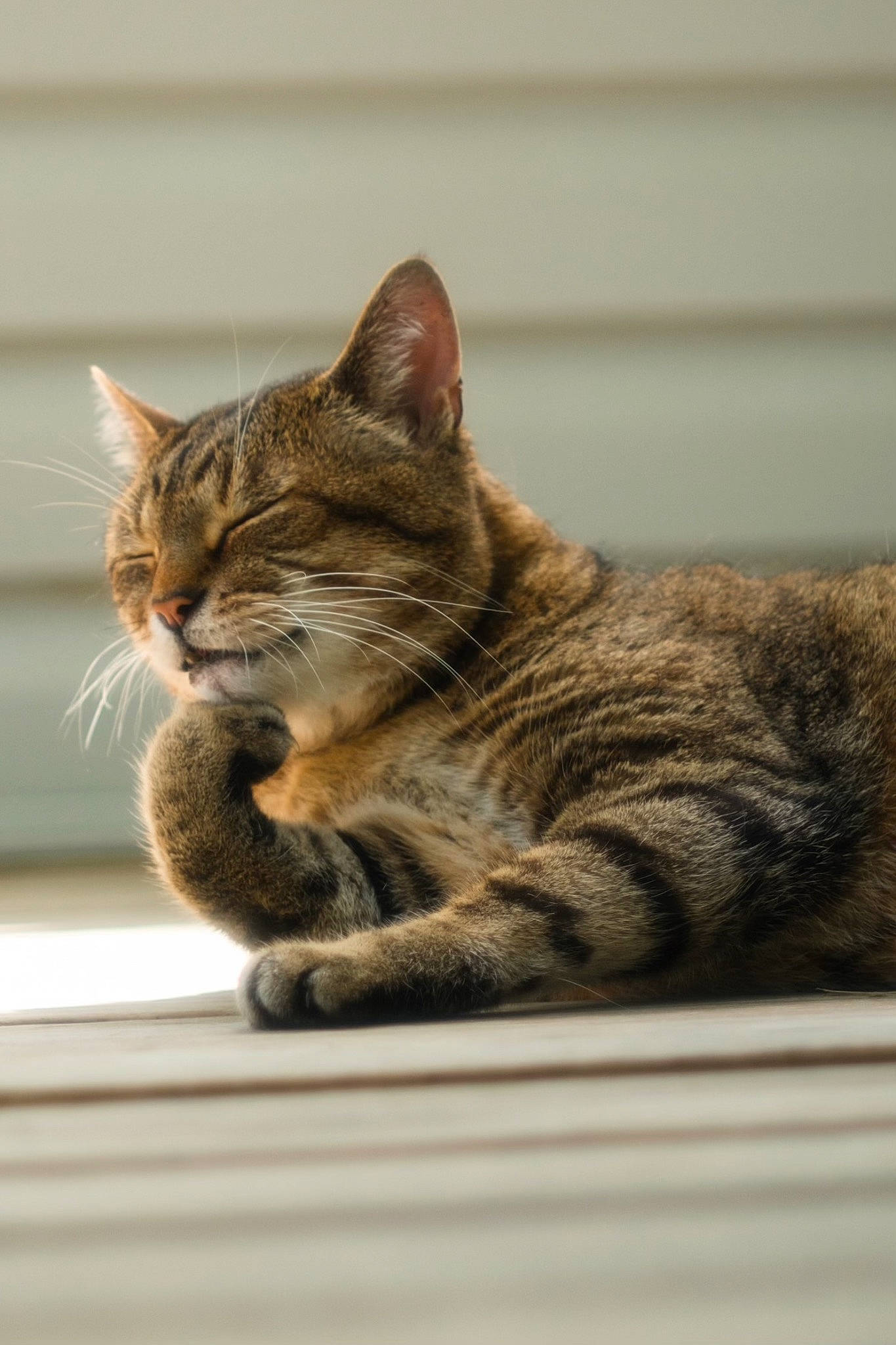 Roman joined the competition — help win amazing prizes! carnivore, cat, claw, domestic_short_haired_cat, felidae, fur, paw, sitting, small_to_medium_sized_cats, snout, tail, terrestrial_animal, vertebrate, whiskers, window, wood