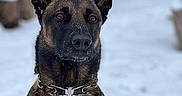 Ryder joined the competition — help win amazing prizes! dog, belgian_malinois, snow, outdoor, animal, pet, winter, canine, fur, ears, collar, alert, portrait, nature, cold, brown, black, watchful, snowflakes, background_blur