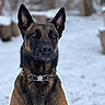 dog, belgian_malinois, snow, outdoor, animal, pet, winter, canine, fur, ears, collar, alert, portrait, nature, cold, brown, black, watchful, snowflakes, background_blur