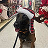 Ryder is registered to the contest to win money with this photo: dog, pet, animal, hat, winter_hat, reindeer_antlers, holiday, christmas, stockings, store_aisle, shopping, floor, leash, brown_dog, happy, tongue_out, indoor, sitting, retail, festive