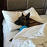 Ryder joined the competition — help win amazing prizes! dog, bed, pillow, blanket, blue_ball, indoor, resting, brown_dog, pet, cozy, headboard, white_bedding, fur, sleepy, comfort, relaxation, animal, domestic_animal, canine, fur_texture