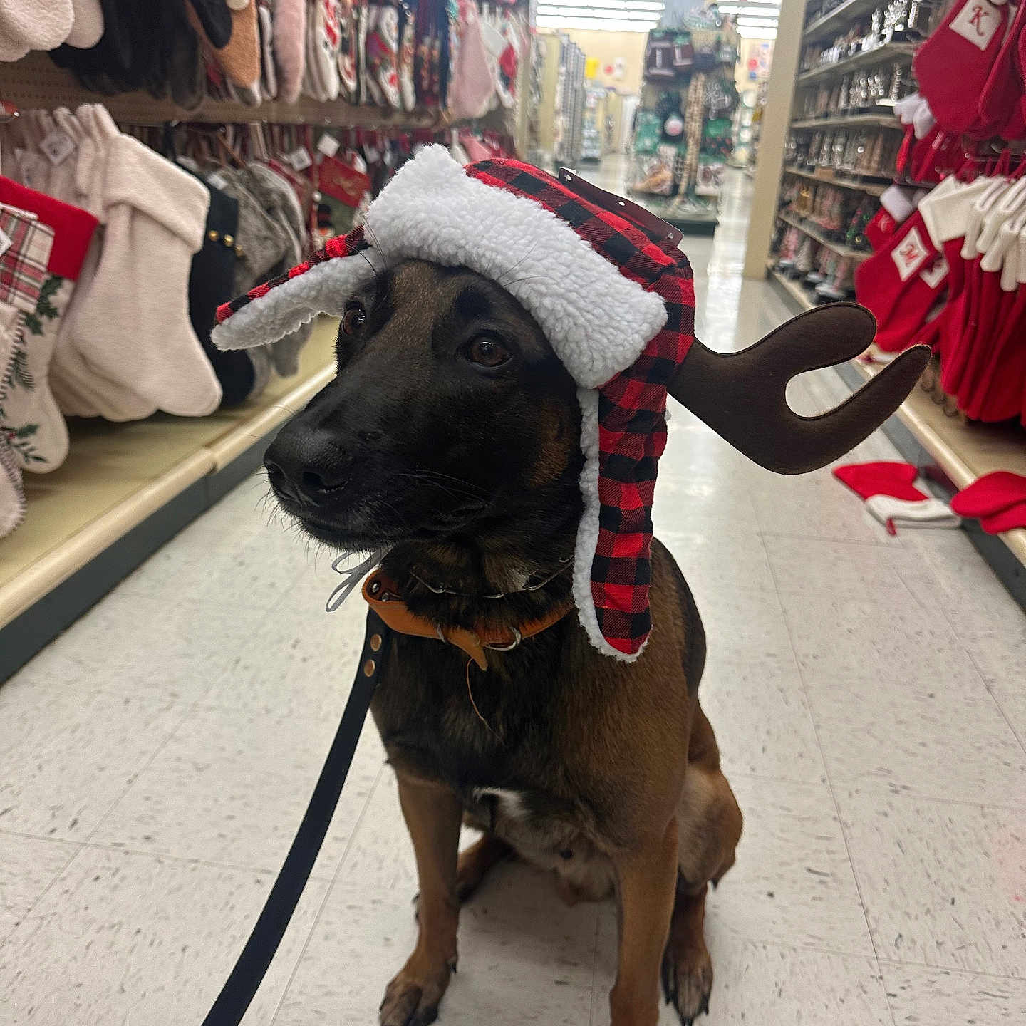 Ryder joined the competition — help win amazing prizes! dog, pet, animal, christmas, holiday, hat, reindeer_antlers, store, aisle, stockings, decorations, floor, leash, brown_dog, black_nose, indoor, sitting, curious, festive, winter_hat