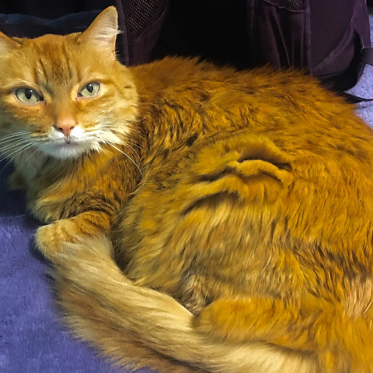 Roto is registered to the contest to win money with this photo: abyssinian, angora, animal, armchair, blanket, cat, chair, couch, furniture, hardwood, kitten, manx, pet, siamese, wood