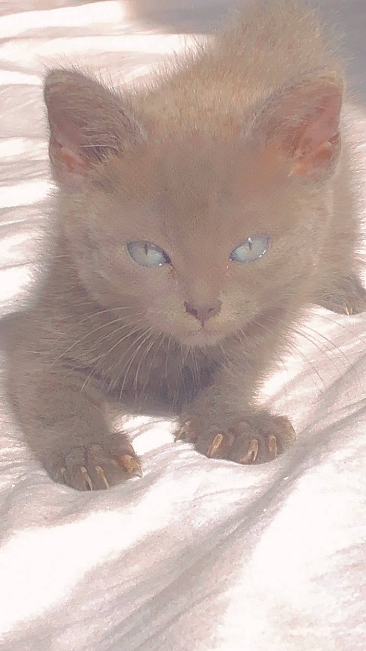 Joyy participe au concours pour gagner de l'argent avec cette photo : carnivore, cat, cat_supply, claw, comfort, domestic_short_haired_cat, ear, fawn, felidae, fur, paw, small_to_medium_sized_cats, snout, tail, terrestrial_animal, whiskers