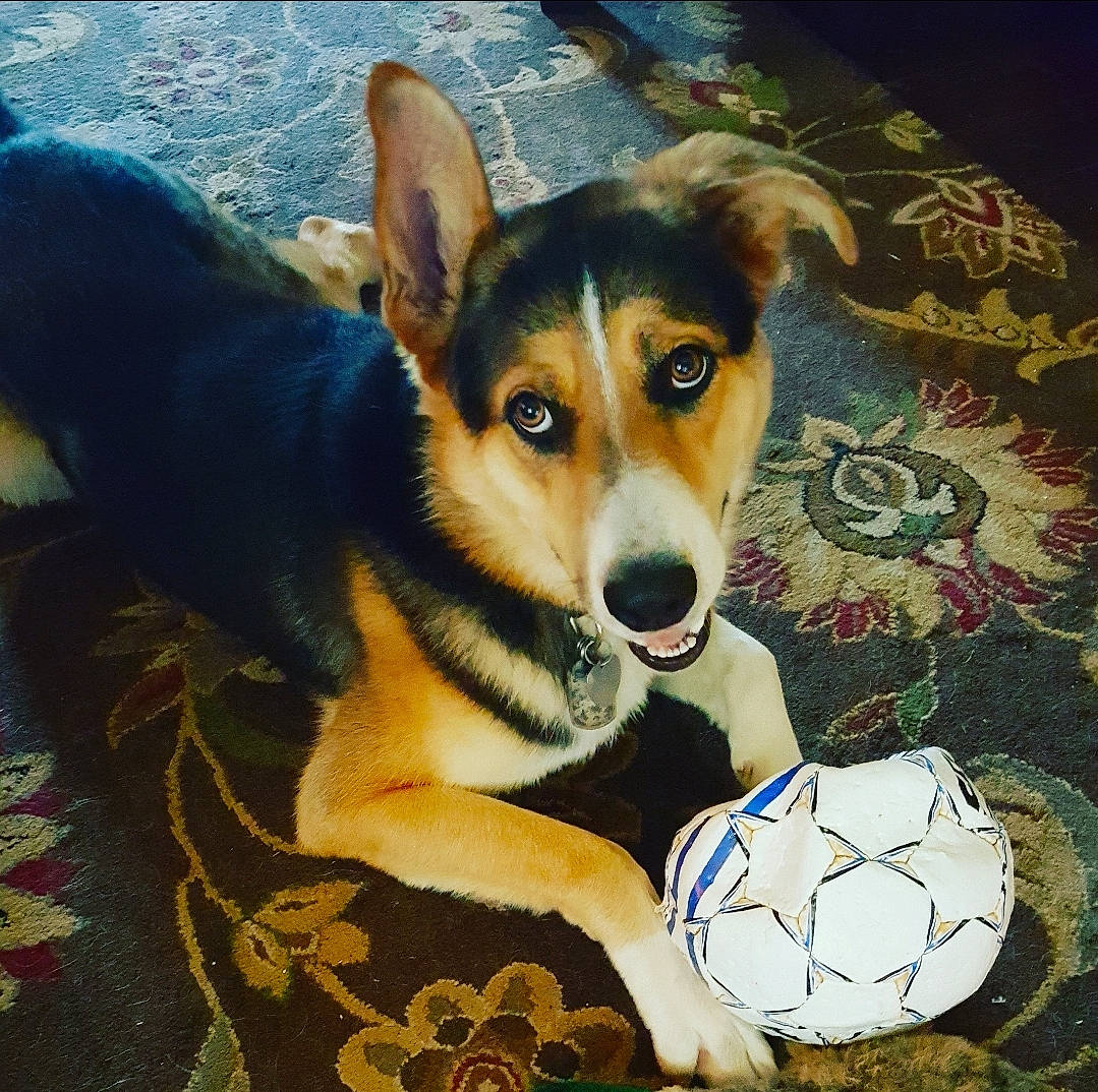 Frank joined the competition — help win amazing prizes! ancient_dog_breeds, ball, canidae, carnivore, companion_dog, dog, dog_breed, football, fur, grass, herding_dog, puppy, snout, soccer, sporting_group, whiskers, working_dog