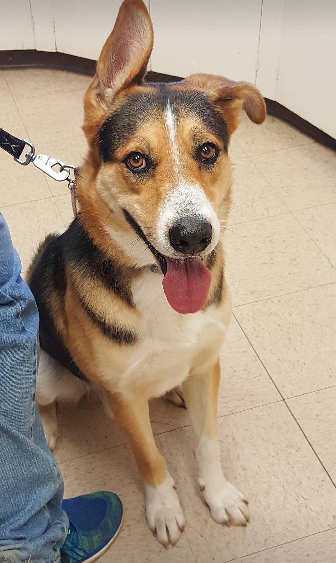 Frank joined the competition — help win amazing prizes! carnivore, collar, companion_dog, denim, dog, dog_breed, dog_collar, dog_supply, door, fawn, flooring, fur, herding_dog, leash, snout, sporting_group, whiskers, window, working_animal, working_dog