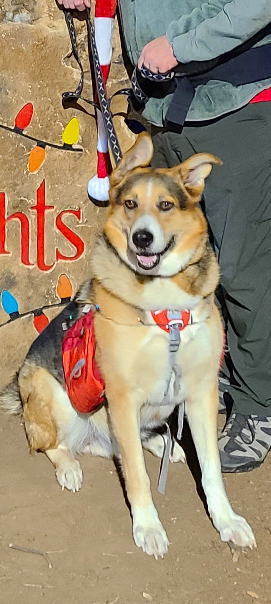 Frank is registered to the contest to win money with this photo: carnivore, collar, companion_dog, dog, dog_breed, dog_clothes, dog_collar, dog_supply, fashion_accessory, fawn, fur, leash, paw, pet_supply, photo_caption, recreation, smile, snout, sporting_group, working_animal