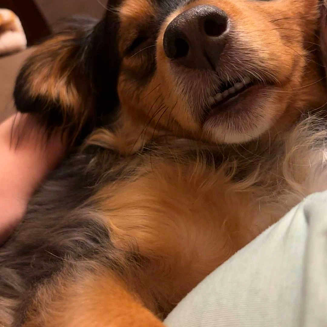 Brownie joined the competition — help win amazing prizes! animal, black_fur, brown_fur, close_up, companion, cozy, cute, dog, ears, fluffy, fur, indoor, mouth, napping, nose, pet, relaxed, resting, sleepy, whiskers
