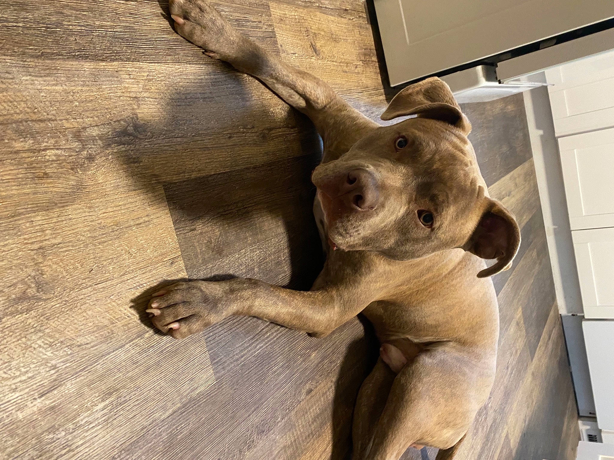 Rebel is registered to the contest to win money with this photo: art, artifact, carving, dog_breed, fawn, hardwood, metal, monument, paw, sculpture, snout, tail, terrestrial_animal, visual_arts, wildlife, window, wood, working_animal, zoo