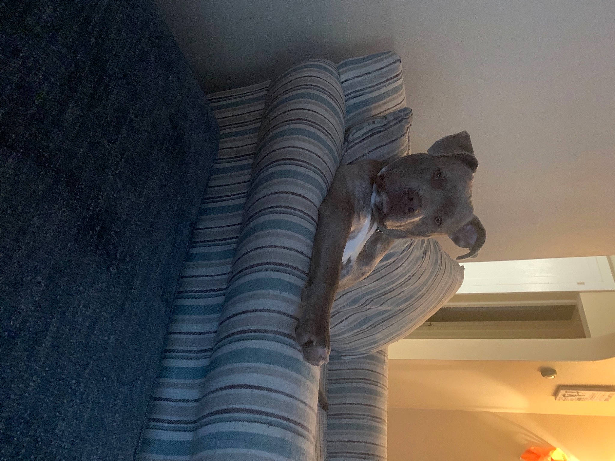 Rebel is registered to the contest to win money with this photo: building, carnivore, ceiling, column, comfort, companion_dog, dog, electric_blue, felidae, flooring, grey, hardwood, house, molding, pattern, stairs, tail, tints_and_shades, window, wood