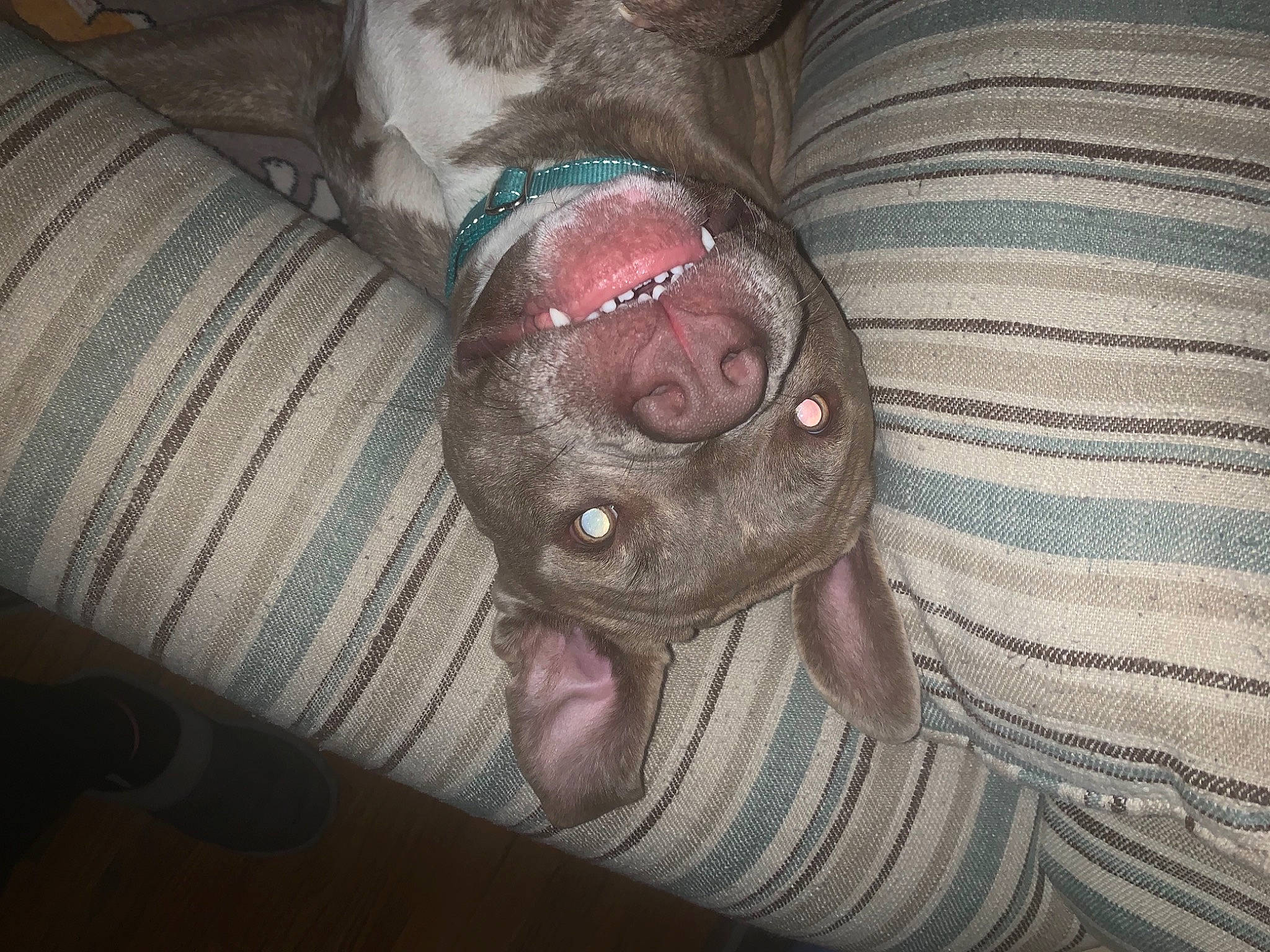 Rebel is registered to the contest to win money with this photo: canidae, carnivore, comfort, companion_dog, dog, dog_breed, ear, fawn, flesh, foot, grey, human_leg, jaw, liver, paw, snout, sporting_group, whiskers, working_animal, wrinkle