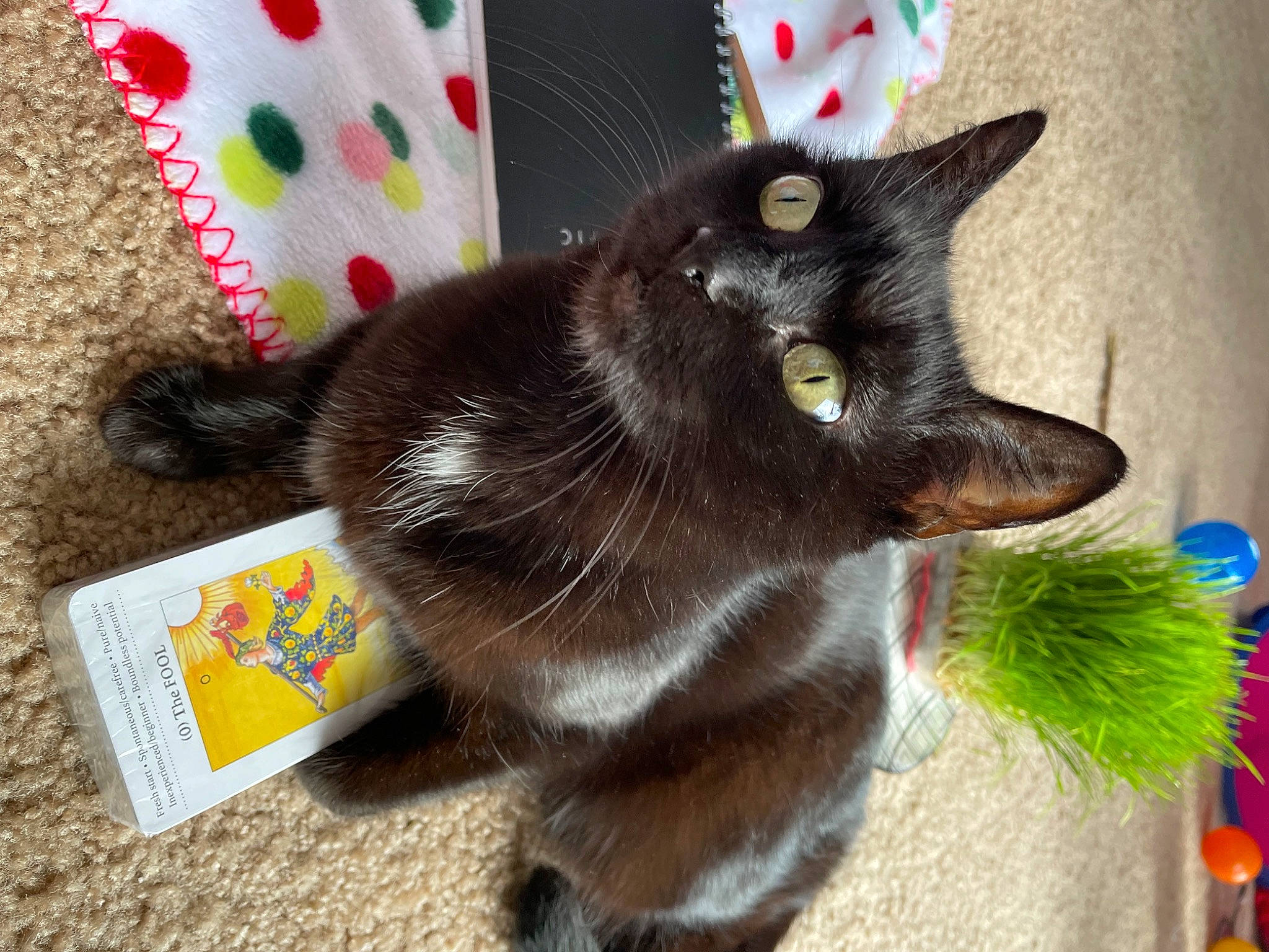Zoey joined the competition — help win amazing prizes! black_cat, carnivore, cat, cat_toy, claw, collar, domestic_short_haired_cat, felidae, flooring, fur, pattern, pet_supply, plant, small_to_medium_sized_cats, tail, whiskers