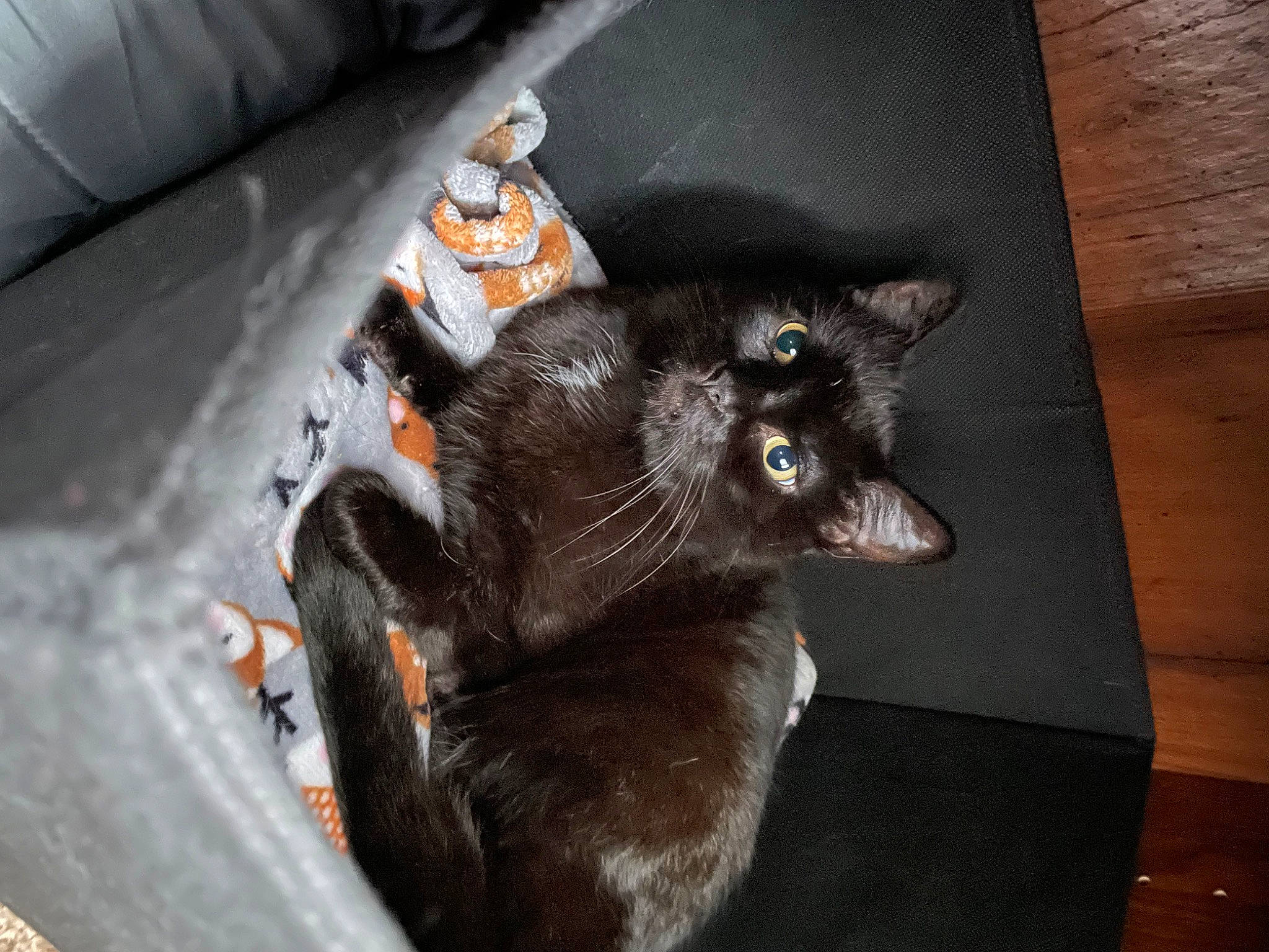 Zoey joined the competition — help win amazing prizes! automotive_tire, black_cat, carnivore, cat, claw, comfort, domestic_short_haired_cat, felidae, fur, grey, hardwood, paw, plant, small_to_medium_sized_cats, snout, tail, whiskers, wood, wood_stain