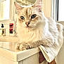 cat, fluffy, blue_eyes, cream_colored, countertop, towel, window, bathroom, natural_light, fur, pet, domestic_animal, closeup, indoor, relaxed, feline, whiskers, ears, paws, portrait