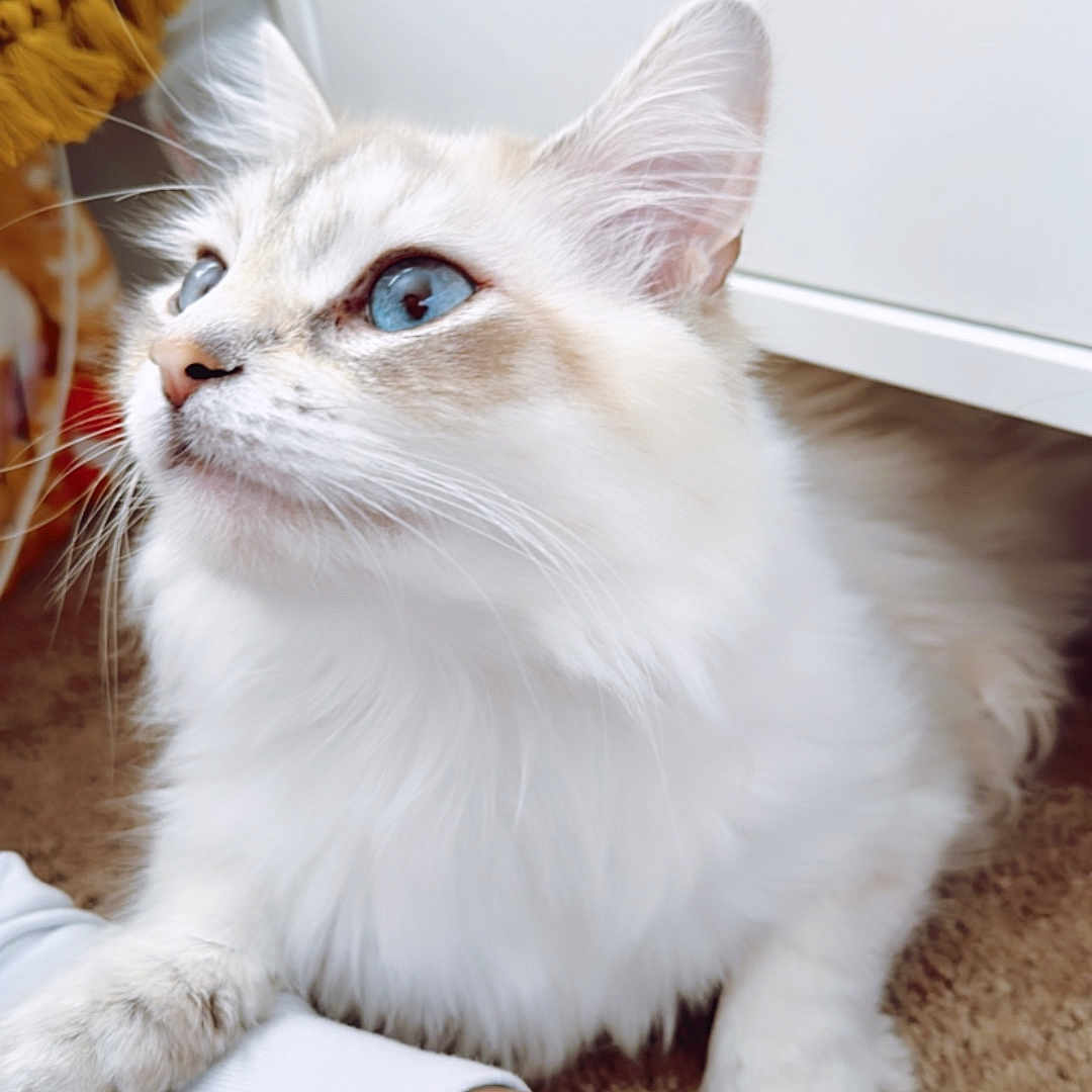 Ayla