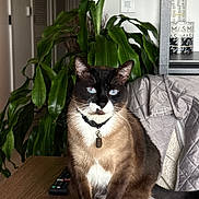 Snorlax is registered to the contest to win money with this photo: blue_eyes, cat, chair, coat, collar, domestic_animal, feline, furniture, home, indoor, leafy_plant, living_room, pet, plant, remote_control, siamese_cat, sitting, table, tag, whiskers