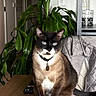 blue_eyes, cat, chair, coat, collar, domestic_animal, feline, furniture, home, indoor, leafy_plant, living_room, pet, plant, remote_control, siamese_cat, sitting, table, tag, whiskers