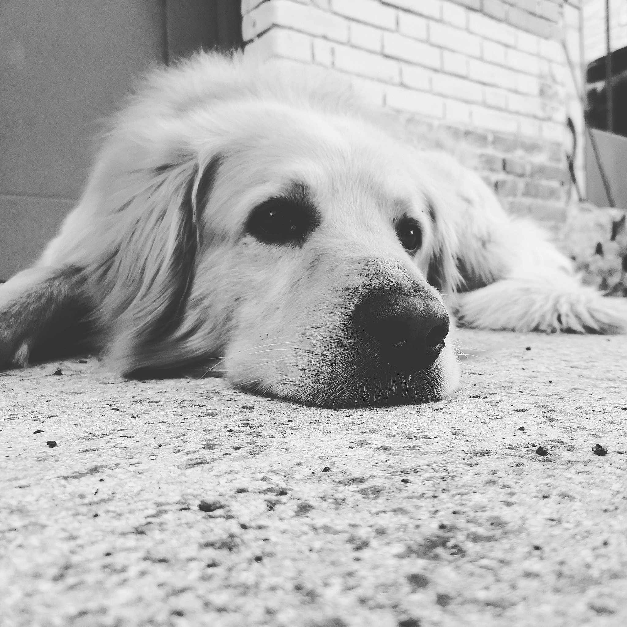 Loki