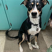 Angel is registered to the contest to win money with this photo: dog, pet, indoor, mat, floor, kitchen, cabinet, tail, black_fur, white_fur, brown_fur, collar, tag, ears, sitting, looking_up, curious, animal, domestic, canine