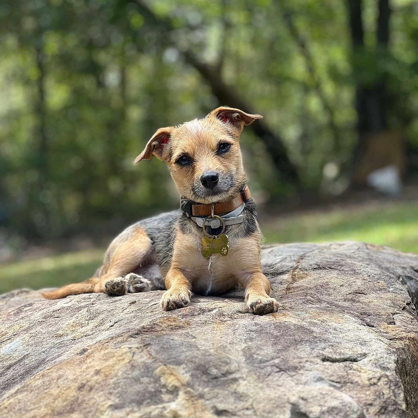 Ollie is registered to the contest to win money with this photo: animal, canine, dog, hound, land, outdoors, person, pet, plant, puppy, racket, rock, sitting, slate, snout, sport, tennis, tennisracket, terrier, vegetation