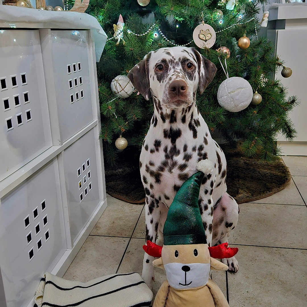 Sylva a rejoint le concours — aidez-le/la à gagner de superbes lots ! animal, bird, canine, christmas, christmasdecorations, christmastree, clothing, dalmatian, dog, festival, fir, glove, person, pet, plant, plush, pointer, puppy, toy, tree