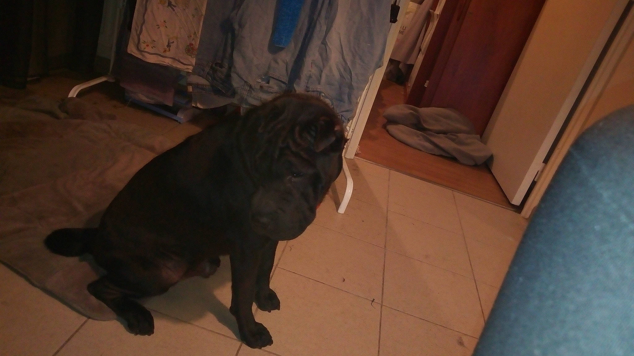 Baloo a rejoint le concours — aidez-le/la à gagner de superbes lots ! canidae, carnivore, dog, dog_breed, fawn, floor, flooring, guard_dog, non_sporting_group, pug, shar_pei, snout, sporting_group, tile