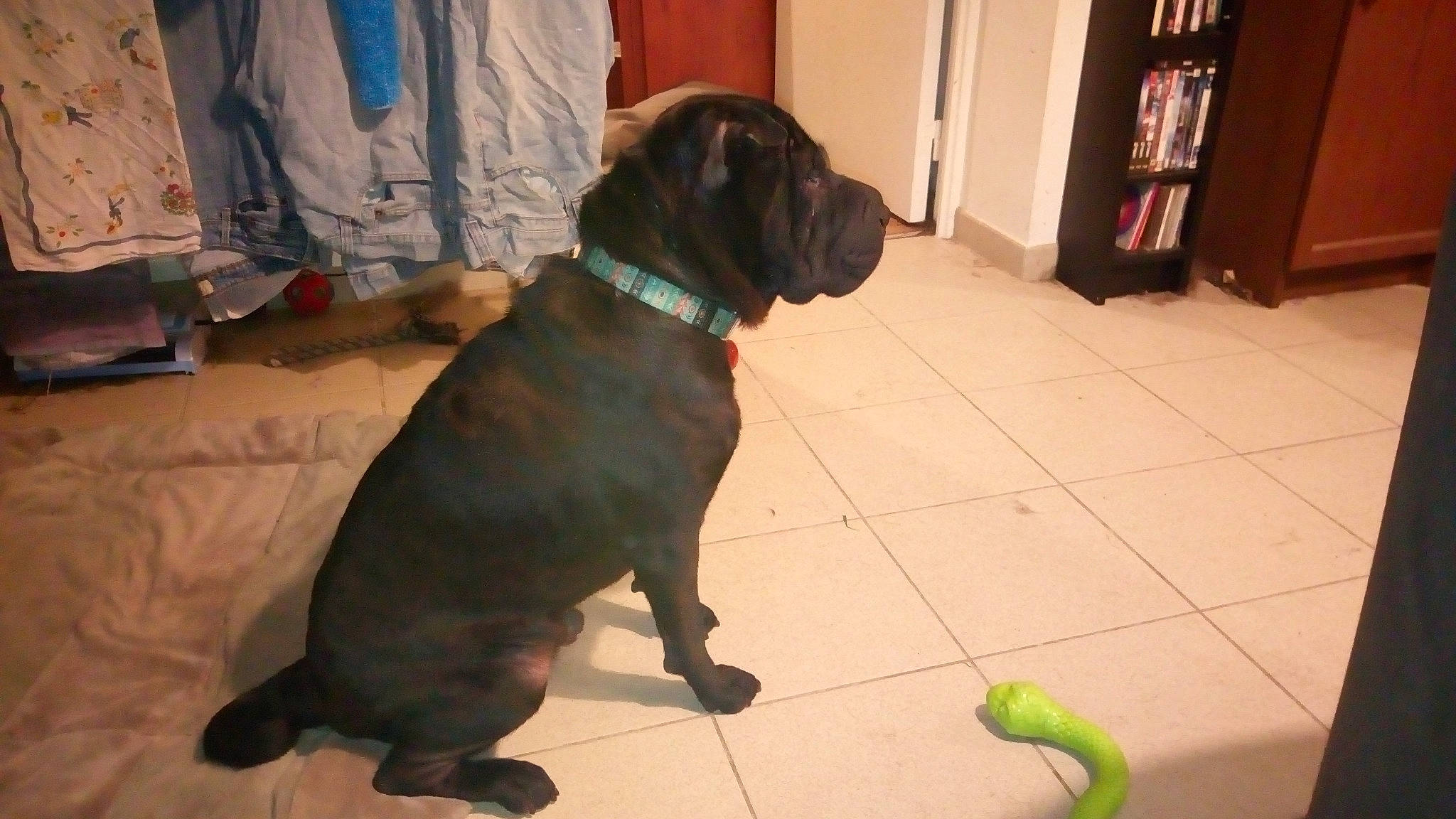 Baloo participe au concours pour gagner de l'argent avec cette photo : bandog, boerboel, bullmastiff, canidae, carnivore, companion_dog, dog, dog_breed, english_mastiff, fawn, fila_brasileiro, guard_dog, korean_mastiff, mammal, molosser, neapolitan_mastiff, snout, sporting_group, vertebrate, working_dog