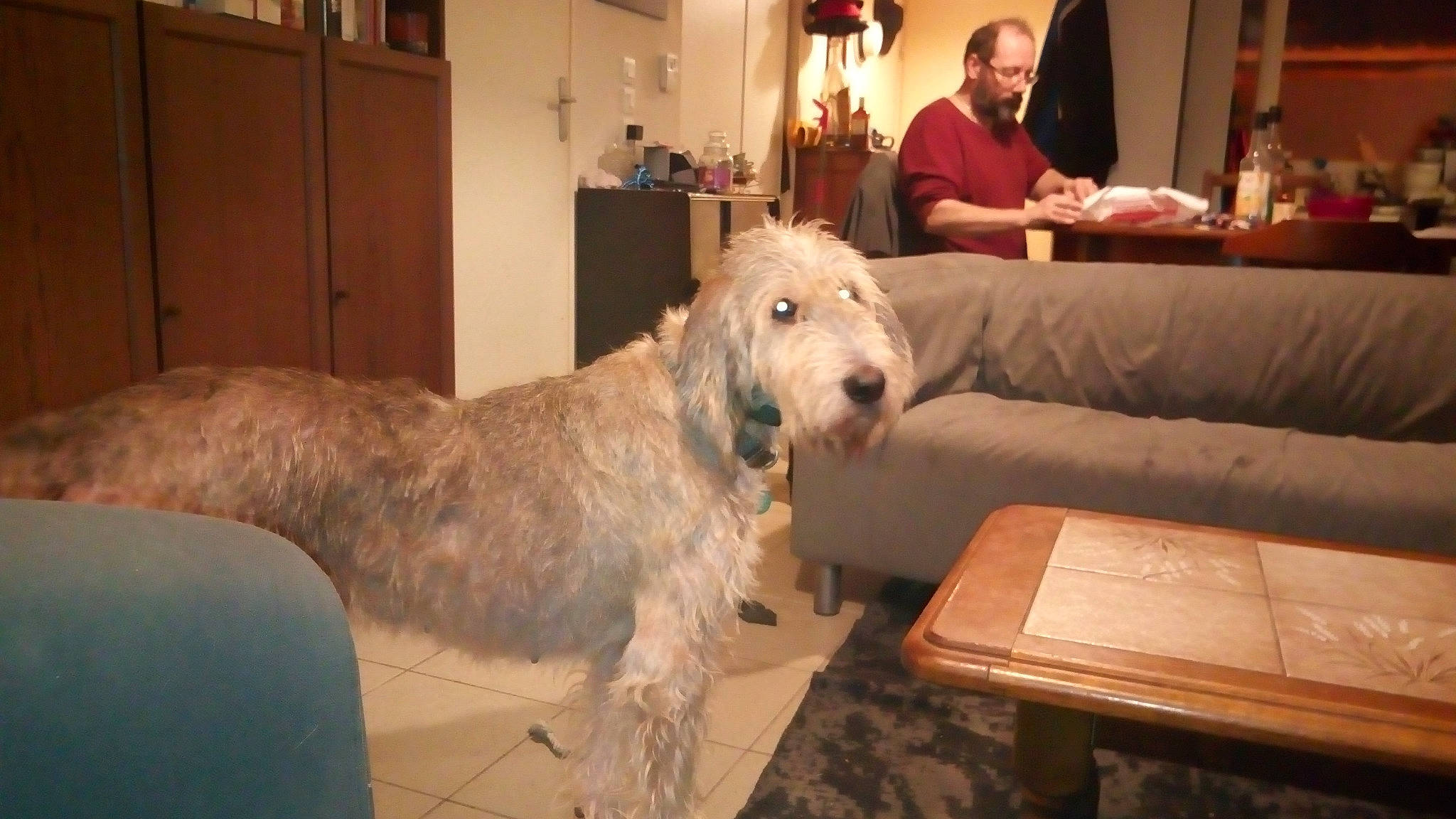 Quinoa a rejoint le concours — aidez-le/la à gagner de superbes lots ! briquet_griffon_vendeen, canidae, carnivore, dog, dog_breed, fox_terrier, grand_basset_griffon_vendeen, irish_soft_coated_wheaten_terrier, irish_wolfhound, mammal, scottish_terrier, sealyham_terrier, spinone_italiano, sporting_group, terrier, vertebrate, wire_hair_fox_terrier