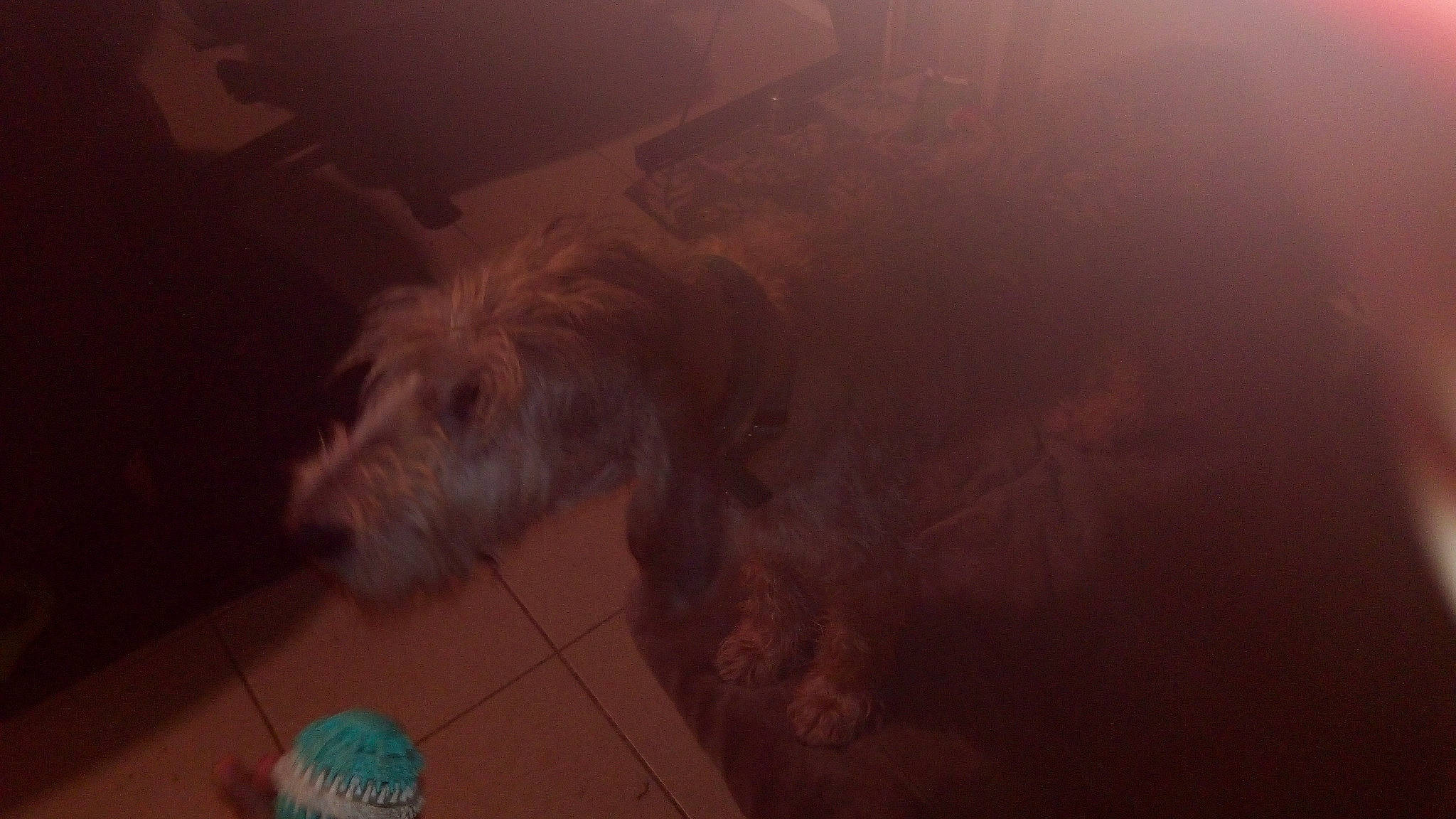 Quinoa participe au concours pour gagner de l'argent avec cette photo : canidae, carnivore, cockapoo, dog, dog_breed, glen_of_imaal_terrier, goldendoodle, irish_soft_coated_wheaten_terrier, irish_wolfhound, miniature_schnauzer, schnoodle, snout, terrier