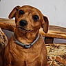 alert, animal, brown_dog, canine, close_up, collar, companion, cushion, cute, dog, domestic_animal, ears, friendly, fur, indoor, looking, pet, portrait, sitting, wooden_furniture