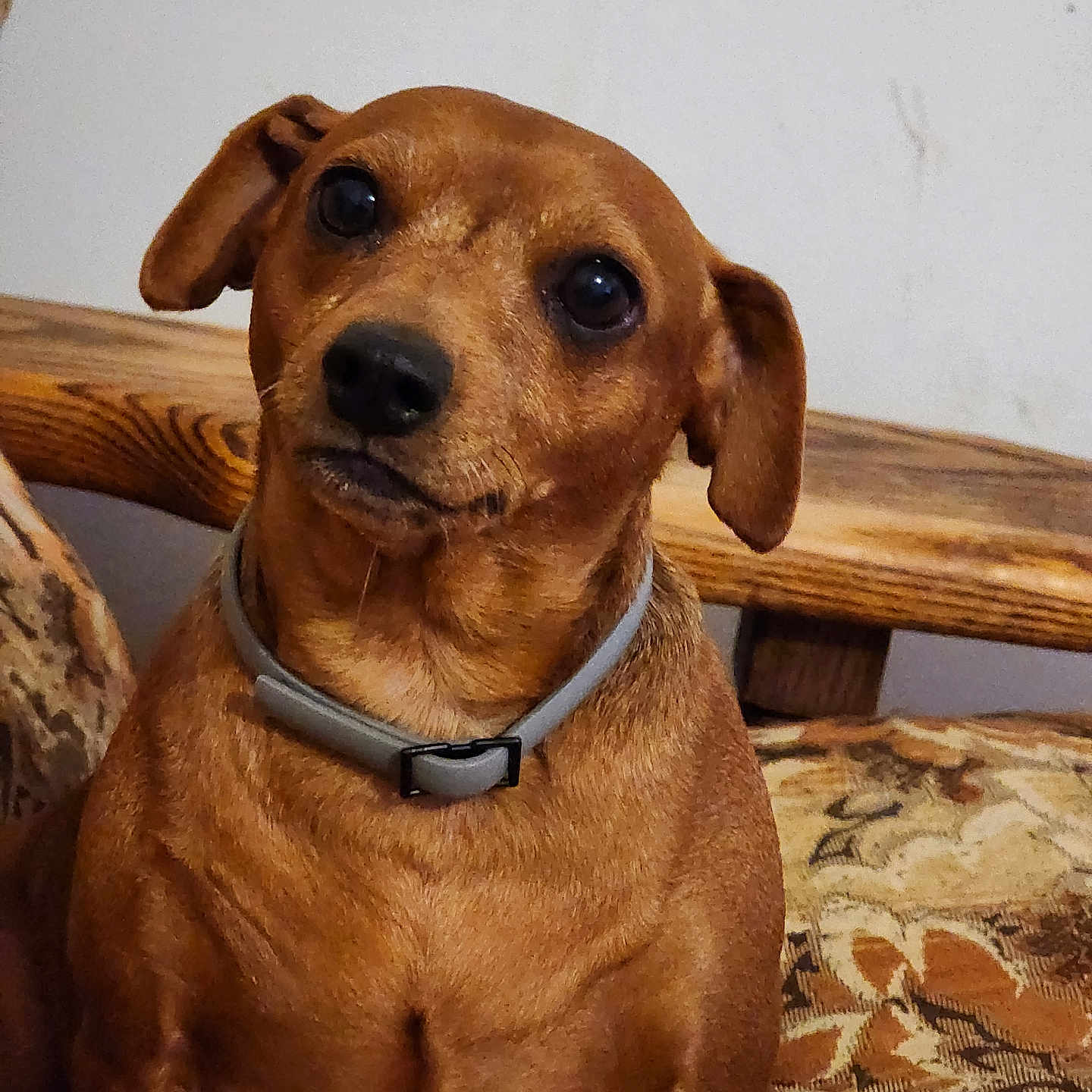 Athena participe au concours pour gagner de l'argent avec cette photo : alert, animal, brown_dog, canine, close_up, collar, companion, cushion, cute, dog, domestic_animal, ears, friendly, fur, indoor, looking, pet, portrait, sitting, wooden_furniture