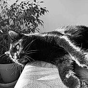 Moïsha participe au concours pour gagner de l'argent avec cette photo : black_cat, cat, feline, whiskers, fur, sunlight, shadow, texture, plant, potted_plant, indoor, relaxing, resting, close_up, animal, pet, couch, cozy, monochrome, black_and_white