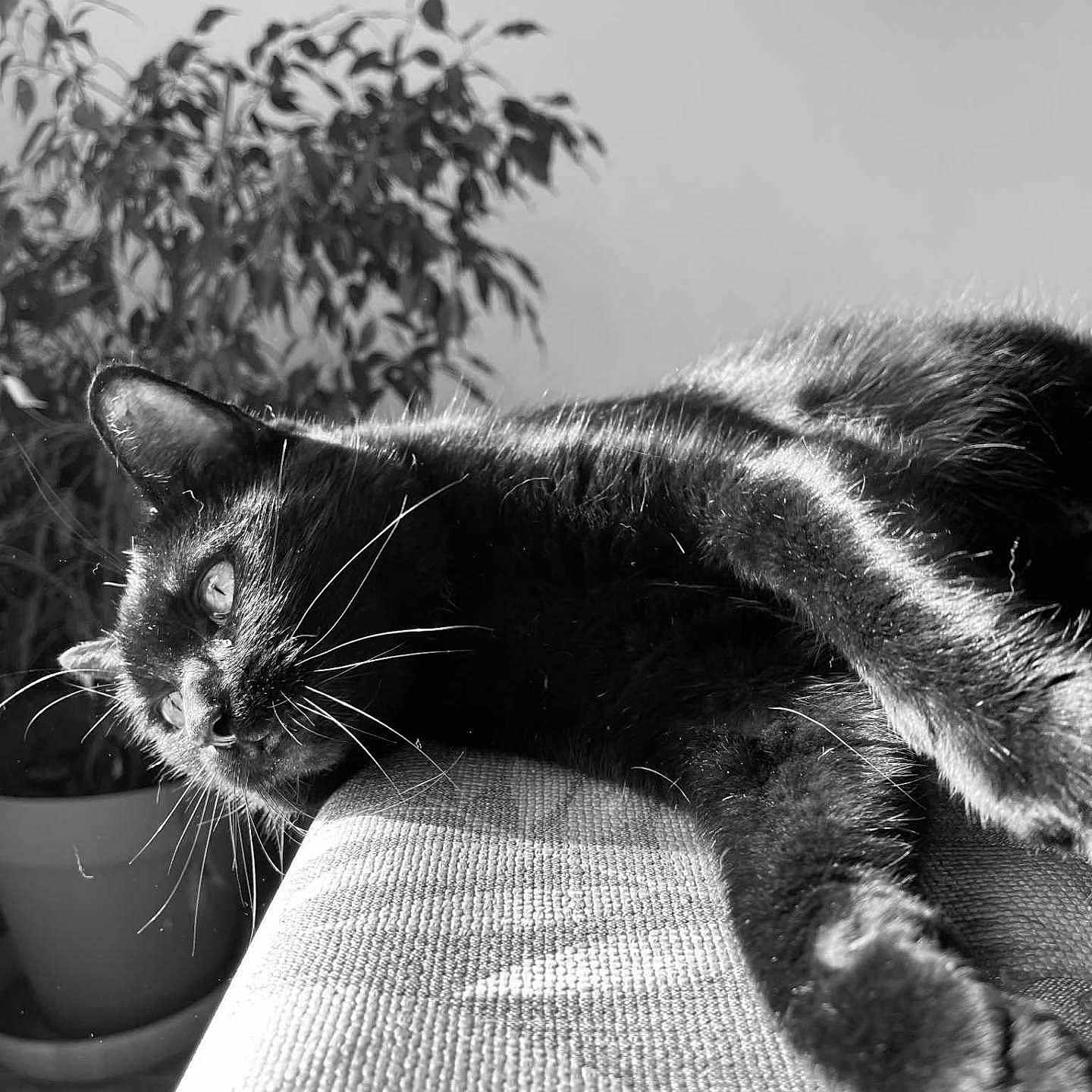 Moïsha participe au concours pour gagner de l'argent avec cette photo : animal, black_and_white, black_cat, cat, close_up, couch, cozy, feline, fur, indoor, monochrome, pet, plant, potted_plant, relaxing, resting, shadow, sunlight, texture, whiskers
