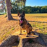 animal, blue_sky, canine, daylight, dog, ears_up, field, german_shepherd, grass, happy, nature, outdoor, park, pet, shadow, summer, sunlight, tongue_out, tree_stump, trees