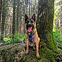 Hadès participe au concours pour gagner de l'argent avec cette photo : dog, german_shepherd, forest, tree, moss, nature, outdoor, canine, animal, harness, tongue_out, sitting, tree_root, greenery, sunlight, woods, pet, wildlife, happy, ears_up