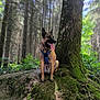 Hadès a rejoint le concours — aidez-le/la à gagner de superbes lots ! dog, canine, forest, tree, moss, nature, outdoor, animal, pet, harness, tongue_out, sitting, greenery, woodland, sunlight, tree_trunk, leaves, wildlife, mossy_ground, daylight