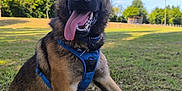Hadès participe au concours pour gagner de l'argent avec cette photo : dog, german_shepherd, canine, pet, outdoor, grass, blue_sky, harness, tongue_out, happy, animal, nature, mammal, ears_up, sitting, daylight, green, playful, friendly, park