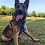 dog, german_shepherd, canine, pet, outdoor, grass, blue_sky, harness, tongue_out, happy, animal, nature, mammal, ears_up, sitting, daylight, green, playful, friendly, park