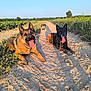 dog, german_shepherd, outdoor, path, field, grass, sunlight, shadow, tongue_out, pet, animal, nature, summer, canine, mammal, two_dogs, rural, happy, lying_down, daytime