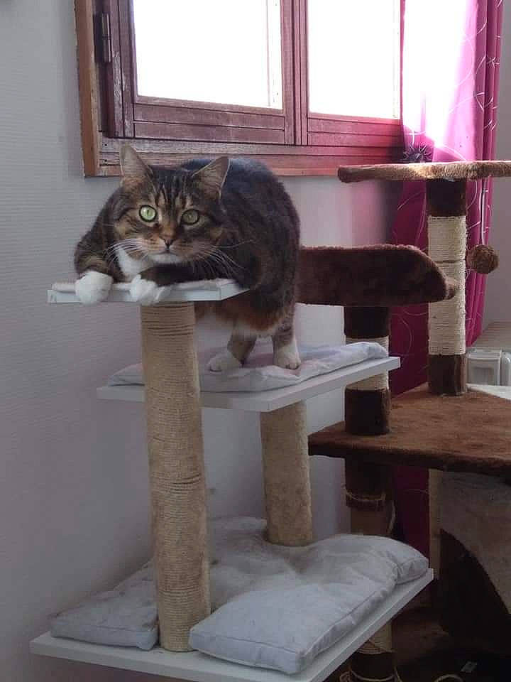 Bijou a rejoint le concours — aidez-le/la à gagner de superbes lots ! carnivore, cat, cat_supply, domestic_short_haired_cat, felidae, floor, flooring, grey, hardwood, interior_design, pedestal, pet_supply, room, small_to_medium_sized_cats, table, tail, whiskers, window, wood, wood_stain