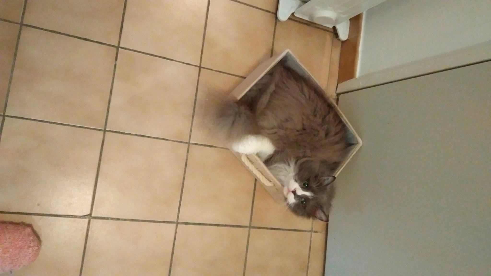 Micha participe au concours pour gagner de l'argent avec cette photo : canidae, carnivore, companion_dog, dog_breed, fawn, felidae, floor, flooring, fur, hardwood, paw, pet_supply, small_to_medium_sized_cats, snout, sporting_group, tail, tile, tile_flooring, whiskers, wood