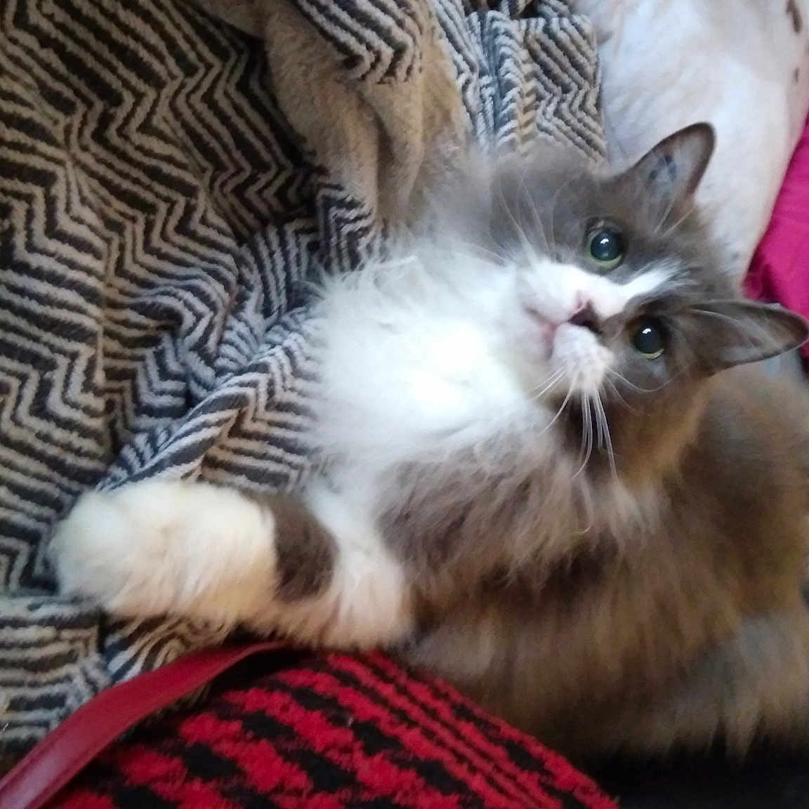 Micha