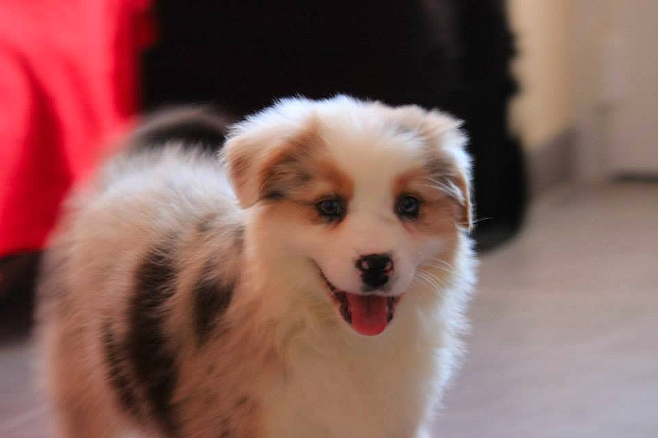 Lardon a rejoint le concours — aidez-le/la à gagner de superbes lots ! australian_shepherd, border_collie, canidae, carnivore, companion_dog, dog, dog_breed, elo, mammal, miniature_australian_shepherd, nose, person, puppy, snout, sporting_group, thai_bangkaew_dog, vertebrate, whiskers, working_dog