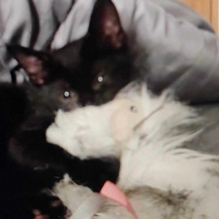 Poe joined the competition — help win amazing prizes! animal, black_cat, blanket, blurred, comfort, cozy, cuddling, cute, domestic, feline, furry, indoor, pet, plush_toy, resting, sleepy, soft_texture, stuffed_animal, toy, wooden_door