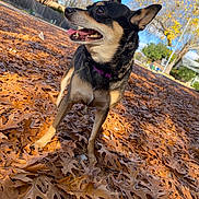 Mia is registered to the contest to win money with this photo: animal, autumn, black, brown, canine, collar, daylight, dog, fall, grass, happy, leaves, nature, outdoor, park, pet, side_view, sunny, tongue, tree