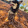animal, autumn, black, brown, canine, collar, daylight, dog, fall, grass, happy, leaves, nature, outdoor, park, pet, side_view, sunny, tongue, tree