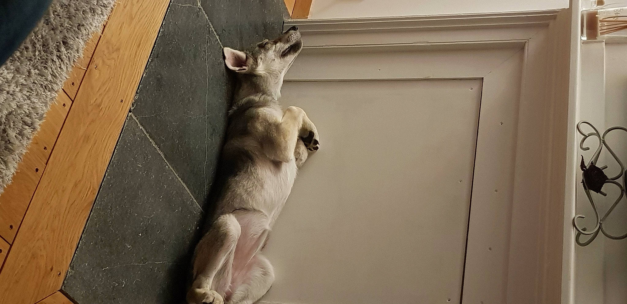 Paloma participe au concours pour gagner de l'argent avec cette photo : canidae, carnivore, cat, fawn, felidae, mammal, marsupial, paw, small_to_medium_sized_cats, snout, tail, whiskers