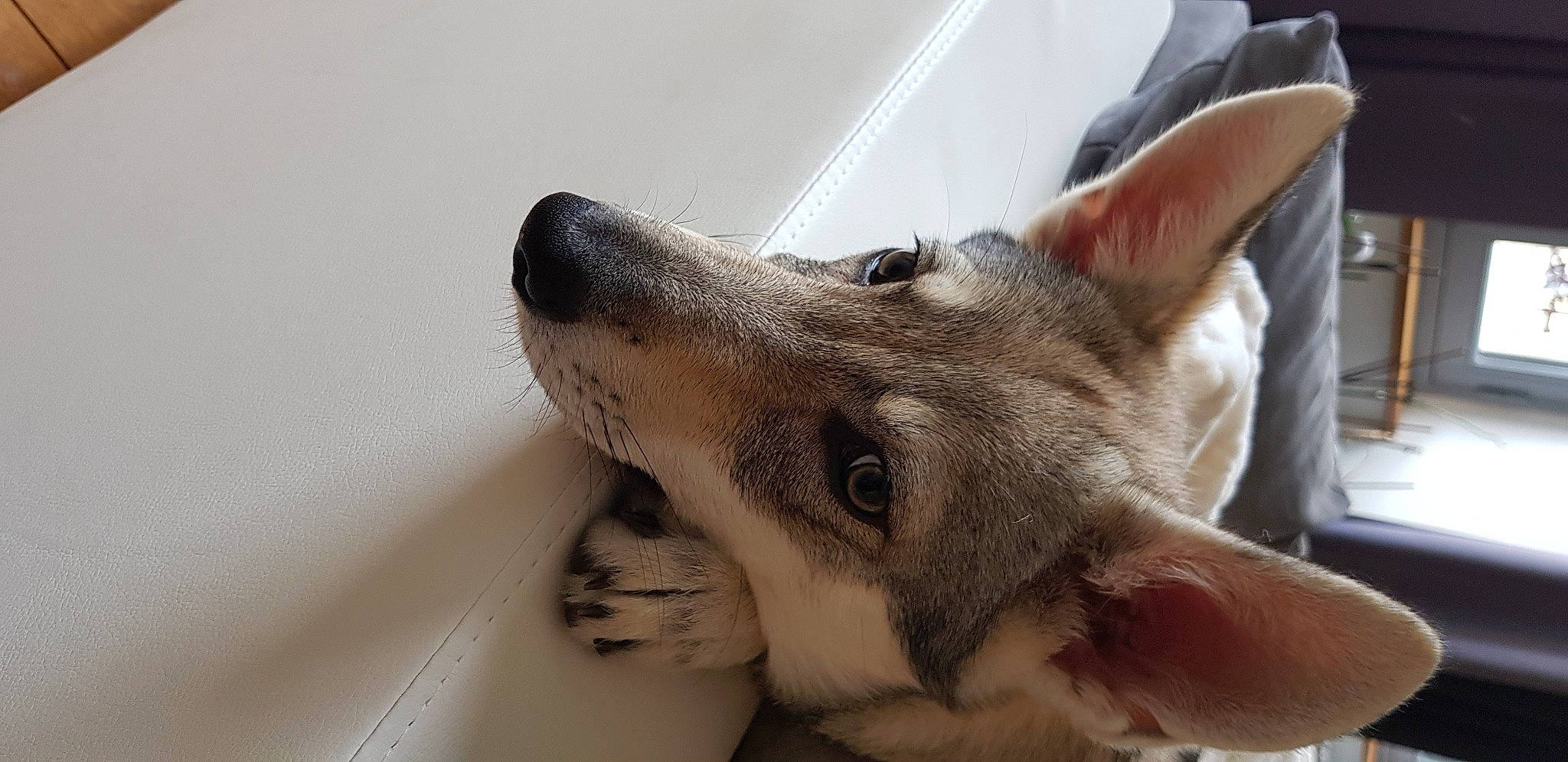 Paloma participe au concours pour gagner de l'argent avec cette photo : canidae, carnivore, carolina_dog, czechoslovakian_wolfdog, dog, dog_breed, jaw, mammal, northern_inuit_dog, saarloos_wolfdog, snout, swedish_vallhund, tamaskan_dog, vertebrate, wolfdog