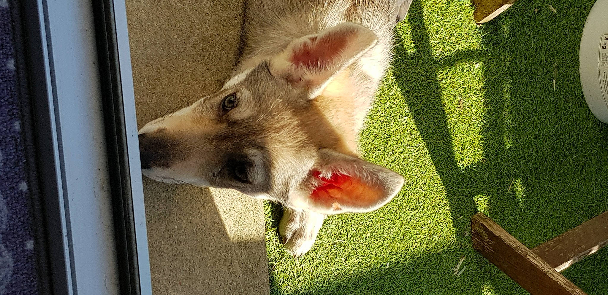 Paloma a rejoint le concours — aidez-le/la à gagner de superbes lots ! canidae, carnivore, dog, dog_breed, ear, fawn, mammal, snout, vertebrate