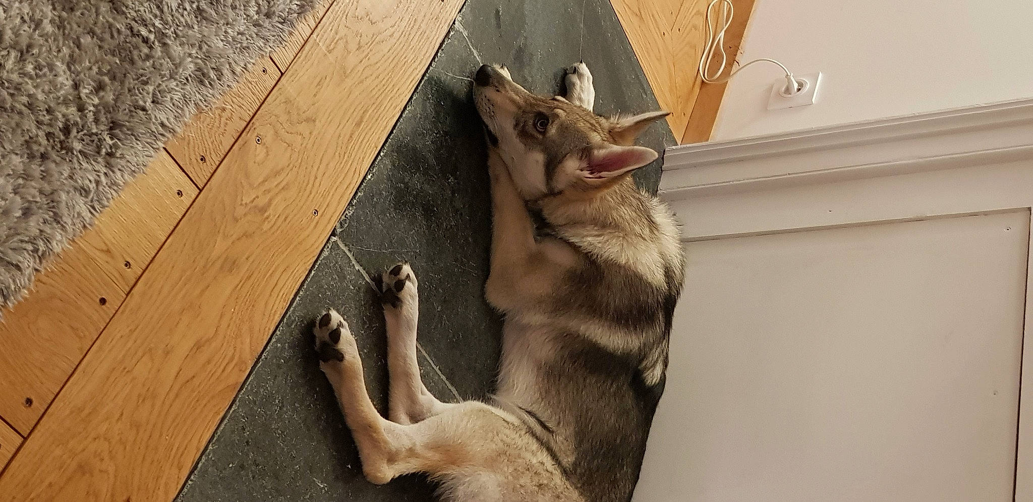 Paloma participe au concours pour gagner de l'argent avec cette photo : canidae, carnivore, czechoslovakian_wolfdog, dog, dog_breed, east_siberian_laika, jamthund, mammal, native_american_indian_dog, northern_inuit_dog, norwegian_elkhound, saarloos_wolfdog, siberian_husky, sled_dog, snout, swedish_vallhund, tamaskan_dog, west_siberian_laika, wolf, wolfdog